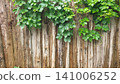 Rustic Wooden Fence Covered with Green Hop Vine 141006252