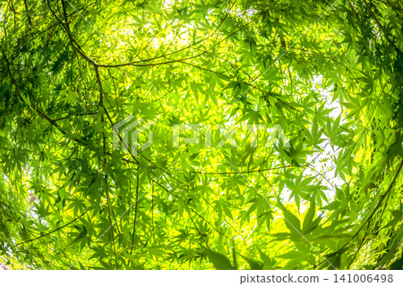 Green background material featuring fresh green maple trees and dappled sunlight at Miyagase Lakeside Park. Green background material featuring fresh green maple trees and dappled sunlight at Miyagase Lakeside Park. 141006498