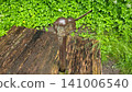Close-up of Vintage Rusty Water Pump on Wet Wood 141006540