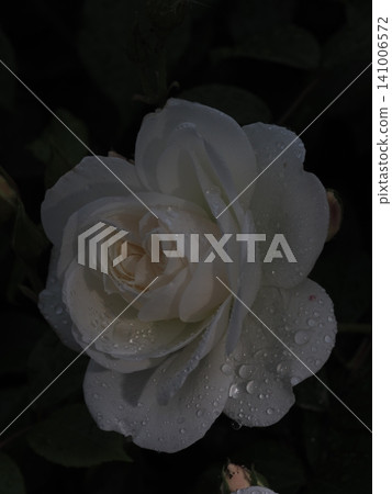 A mystical white rose, captured using a macro lens in a rose garden in Yamaguchi Prefecture, adorned with countless beautiful raindrops. A mystical white rose, captured using a macro lens in a rose garden in Yamaguchi Prefecture, adorned with countless beautiful raindrops. 141006572