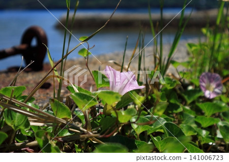 Seaside morning glory blooming Seaside morning glory blooming 141006723