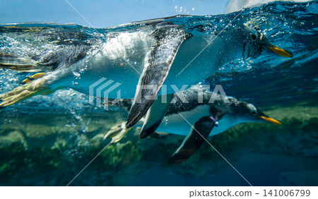 企鵝在水族館裡悠閒地遊在水面上。 企鵝在水族館裡悠閒地遊在水面上。 141006799