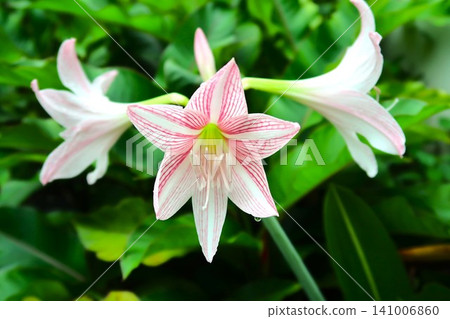 Closeup Pink Amaryllis flower blooms in the garden Closeup Pink Amaryllis flower blooms in the garden 141006860