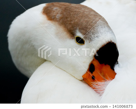 A close-up of the head and face of a cute duck. A close-up of the head and face of a cute duck. 141006873