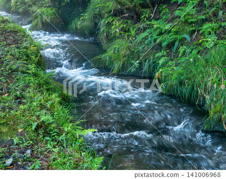 A stream in a primeval forest, its babbling brook echoing. A stream in a primeval forest, its babbling brook echoing. 141006968
