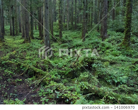 A healing forest woven with moss and clear streams A healing forest woven with moss and clear streams 141006970