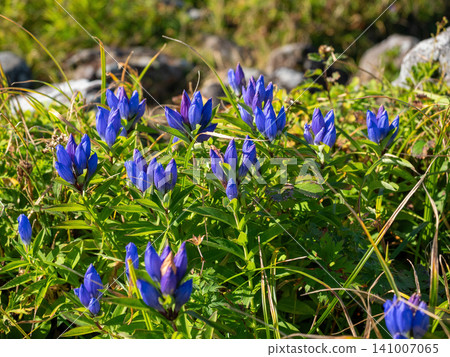 Blue gentian flowers blooming profusely along the mountain ridge Blue gentian flowers blooming profusely along the mountain ridge 141007065