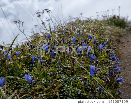 The delicate alpine plants of Chokai The delicate alpine plants of Chokai 141007109