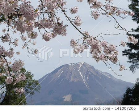 櫻花盛開之外,大山巍峨聳立 櫻花盛開之外,大山巍峨聳立 141007206
