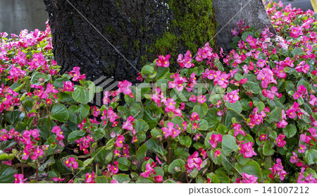 pink flourishing wax begonia pink flourishing wax begonia 141007212