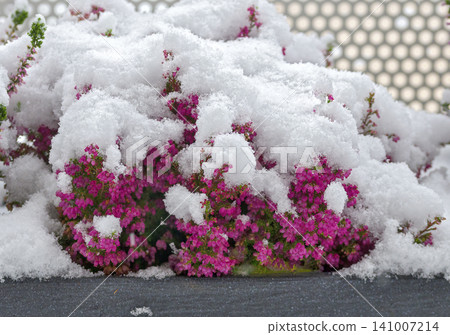 snow on a flourishing pink Erica snow on a flourishing pink Erica 141007214
