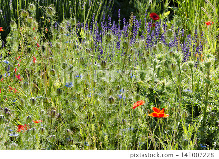 wildlife garden with thistles wildlife garden with thistles 141007228