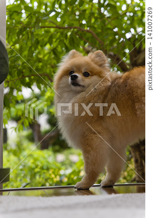 A Pomeranian turns around against a backdrop of fresh greenery. 141007269