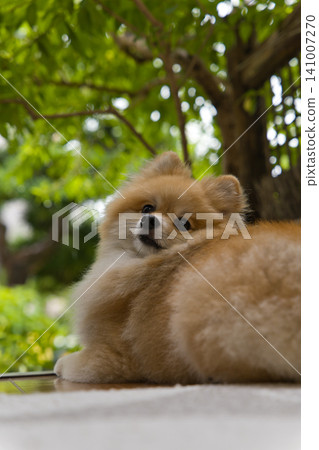 A Pomeranian turns around against a backdrop of fresh greenery. A Pomeranian turns around against a backdrop of fresh greenery. 141007270