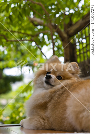 A Pomeranian turns around against a backdrop of fresh greenery. A Pomeranian turns around against a backdrop of fresh greenery. 141007272