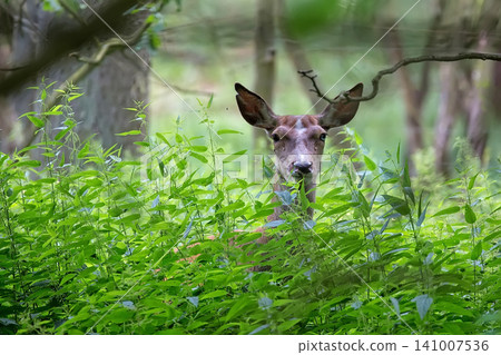 Red deer in the forest 141007536