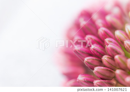 Minimalist macro shot showcasing pink flower on the white background. Minimalist macro shot showcasing pink flower on the white background. 141007621