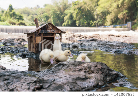 Little baby ducks playing near their small wooden coop on a rocky riverbank. Little baby ducks playing near their small wooden coop on a rocky riverbank. 141007655