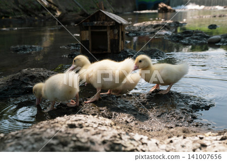 Little baby ducks playing near their small wooden coop on a rocky riverbank. Little baby ducks playing near their small wooden coop on a rocky riverbank. 141007656