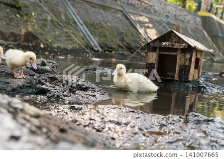 Little baby ducks playing near their small wooden coop on a rocky riverbank. Little baby ducks playing near their small wooden coop on a rocky riverbank. 141007665