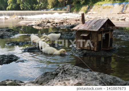 Little baby ducks playing near their small wooden coop on a rocky riverbank. Little baby ducks playing near their small wooden coop on a rocky riverbank. 141007673