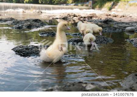 Little baby ducks playing near their small wooden coop on a rocky riverbank. Little baby ducks playing near their small wooden coop on a rocky riverbank. 141007676