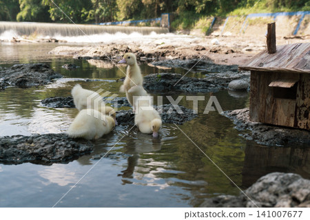 Little baby ducks playing near their small wooden coop on a rocky riverbank. Little baby ducks playing near their small wooden coop on a rocky riverbank. 141007677
