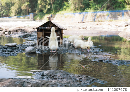 Little baby ducks playing near their small wooden coop on a rocky riverbank. Little baby ducks playing near their small wooden coop on a rocky riverbank. 141007678