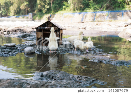 Little baby ducks playing near their small wooden coop on a rocky riverbank. Little baby ducks playing near their small wooden coop on a rocky riverbank. 141007679