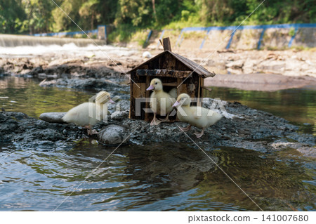 Little baby ducks playing near their small wooden coop on a rocky riverbank. Little baby ducks playing near their small wooden coop on a rocky riverbank. 141007680
