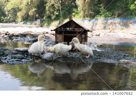 Little baby ducks playing near their small wooden coop on a rocky riverbank. Little baby ducks playing near their small wooden coop on a rocky riverbank. 141007682