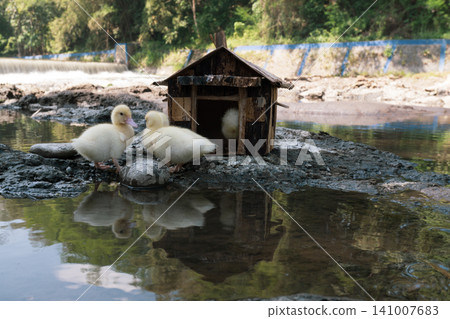 Little baby ducks playing near their small wooden coop on a rocky riverbank. Little baby ducks playing near their small wooden coop on a rocky riverbank. 141007683