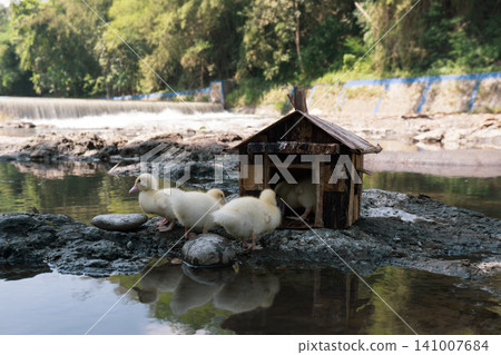 Little baby ducks playing near their small wooden coop on a rocky riverbank. Little baby ducks playing near their small wooden coop on a rocky riverbank. 141007684