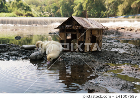 Little baby ducks playing near their small wooden coop on a rocky riverbank. Little baby ducks playing near their small wooden coop on a rocky riverbank. 141007689