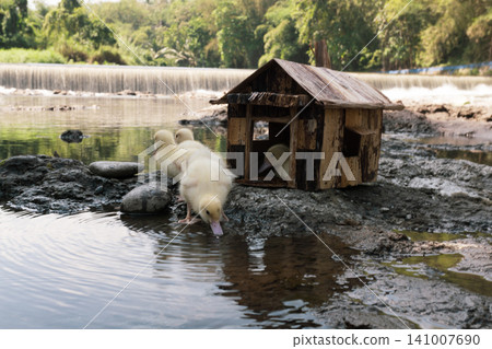 Little baby ducks playing near their small wooden coop on a rocky riverbank. Little baby ducks playing near their small wooden coop on a rocky riverbank. 141007690