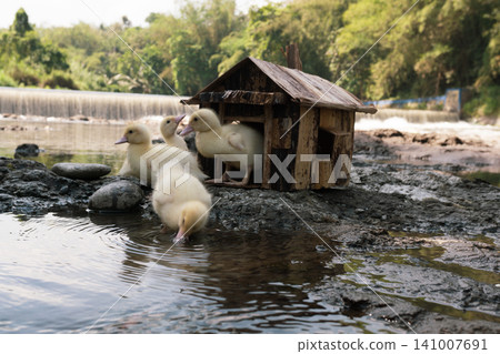 Little baby ducks playing near their small wooden coop on a rocky riverbank. Little baby ducks playing near their small wooden coop on a rocky riverbank. 141007691