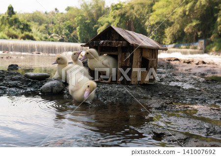 Little baby ducks playing near their small wooden coop on a rocky riverbank. Little baby ducks playing near their small wooden coop on a rocky riverbank. 141007692