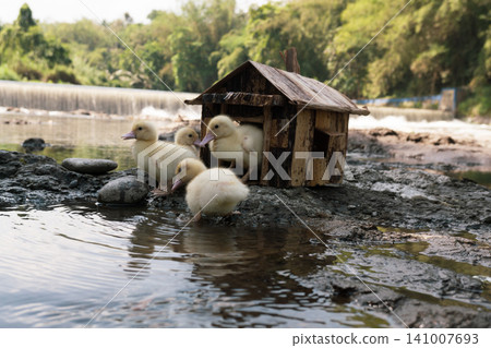 Little baby ducks playing near their small wooden coop on a rocky riverbank. Little baby ducks playing near their small wooden coop on a rocky riverbank. 141007693