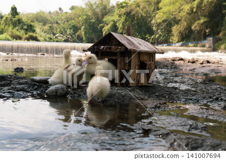 Little baby ducks playing near their small wooden coop on a rocky riverbank. Little baby ducks playing near their small wooden coop on a rocky riverbank. 141007694