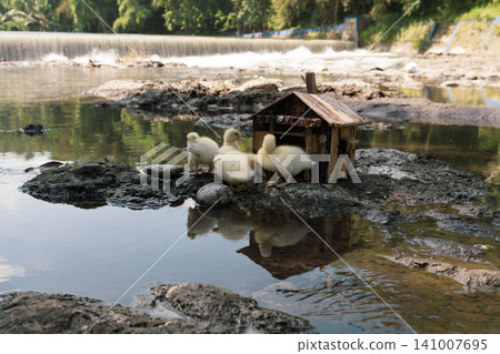 Little baby ducks playing near their small wooden coop on a rocky riverbank. Little baby ducks playing near their small wooden coop on a rocky riverbank. 141007695