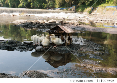 Little baby ducks playing near their small wooden coop on a rocky riverbank. Little baby ducks playing near their small wooden coop on a rocky riverbank. 141007696