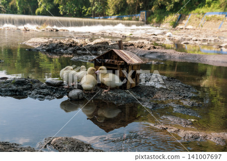 Little baby ducks playing near their small wooden coop on a rocky riverbank. Little baby ducks playing near their small wooden coop on a rocky riverbank. 141007697