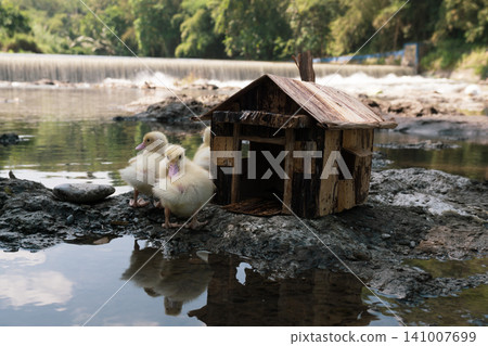 Little baby ducks playing near their small wooden coop on a rocky riverbank. Little baby ducks playing near their small wooden coop on a rocky riverbank. 141007699