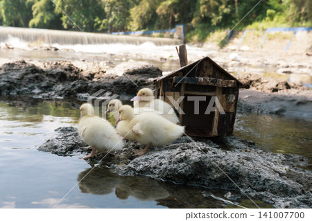 Little baby ducks playing near their small wooden coop on a rocky riverbank. 141007700