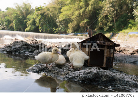 Little baby ducks playing near their small wooden coop on a rocky riverbank. Little baby ducks playing near their small wooden coop on a rocky riverbank. 141007702