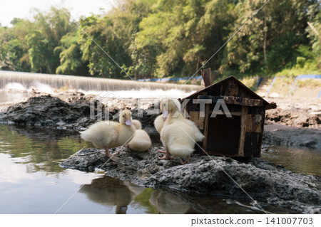 Little baby ducks playing near their small wooden coop on a rocky riverbank. Little baby ducks playing near their small wooden coop on a rocky riverbank. 141007703