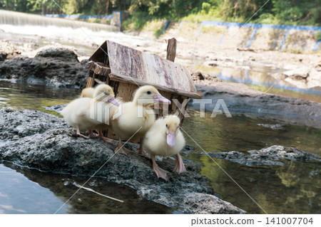 Little baby ducks playing near their small wooden coop on a rocky riverbank. Little baby ducks playing near their small wooden coop on a rocky riverbank. 141007704