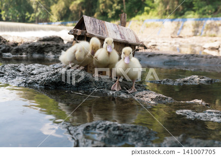 Little baby ducks playing near their small wooden coop on a rocky riverbank. Little baby ducks playing near their small wooden coop on a rocky riverbank. 141007705
