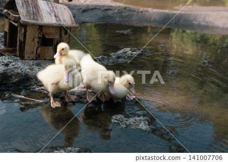 Little baby ducks playing near their small wooden coop on a rocky riverbank. Little baby ducks playing near their small wooden coop on a rocky riverbank. 141007706