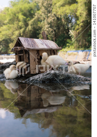 Little baby ducks playing near their small wooden coop on a rocky riverbank. Little baby ducks playing near their small wooden coop on a rocky riverbank. 141007707